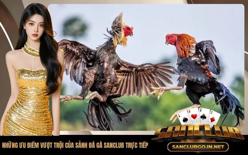 Những ưu điểm vượt trội của sảnh đá gà SanClub trực tiếp