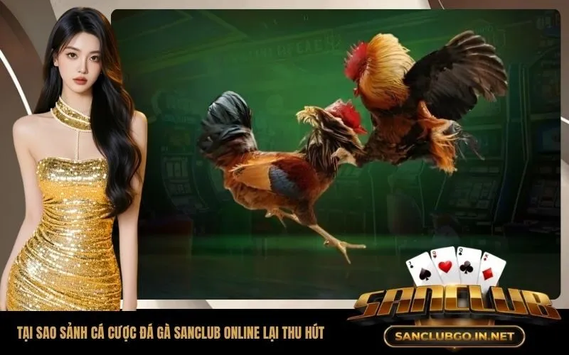 Tại sao sảnh cá cược đá gà SanClub online lại thu hút giới sư kê