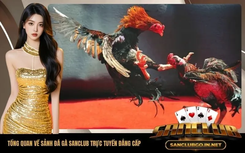 Tổng Quan Về Sảnh Đá Gà SanClub Trực Tuyến Đẳng Cấp